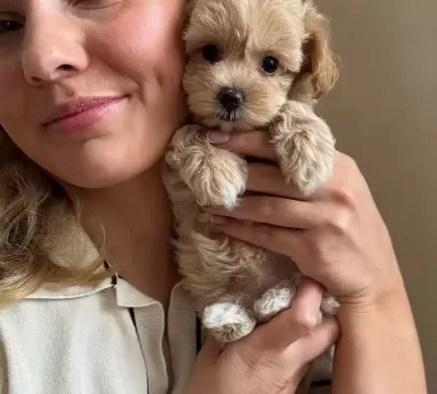 Poodle Degil Maltipo Yavrularımız