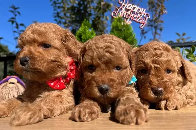 Cicek Gibi Poodle Bebeklerimiz