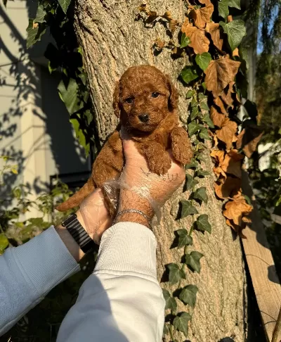 Tea Cup Toy Poodle Bebeklerimiz