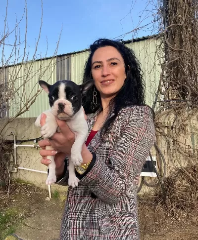 French Buldog Yavrularım Sağlık Ve Irk Garantilidir