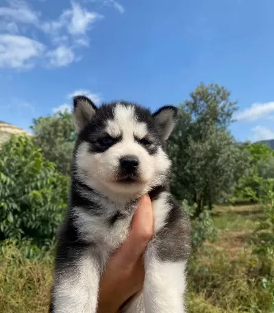 Irk Garantili Husky Yavrularımız