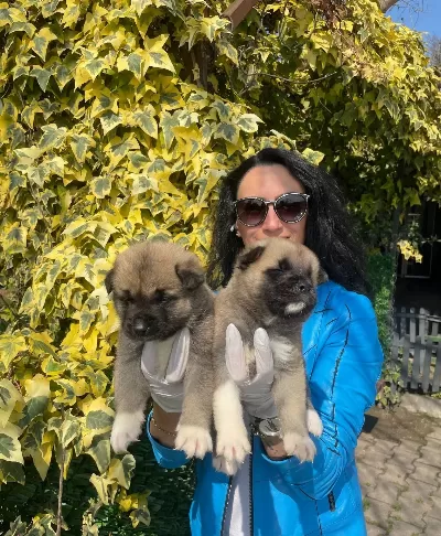 Akita Uni Yavrularım Sağlık Ve Irk Garantilidir