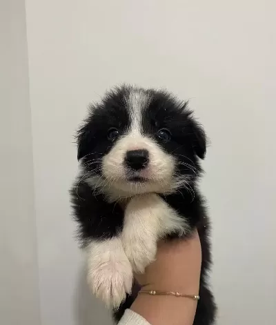 Border Collie Bebekler
