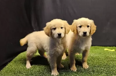 Club K9 Guvencesiyle Safkan Golden Retriever Yavruları