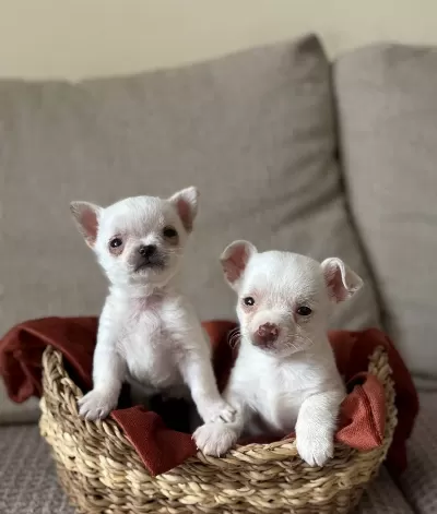 Orijinal Kilo Garantili Elma Surat Chihuahua Bebeklerim