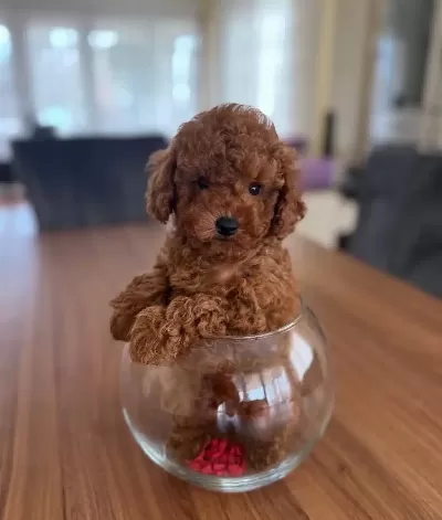Minyatür Poodle Yavrular