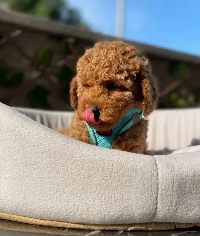 Petibor Tadında Toy Poodle Bebişler
