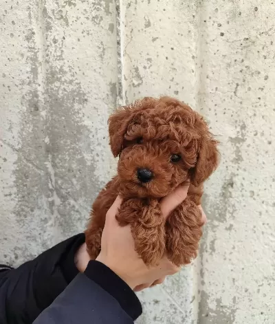 A Kalite Yasal Ciftlik Garantili Poodle Bebeklerim