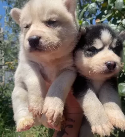 Safkan Sibirya Kurdu Husky Yavruları