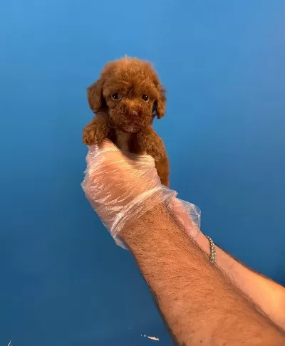 Red Browne Toy Poodle Yavrularımız