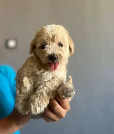 Sevimli Maltipoo Yavrucuklarımız