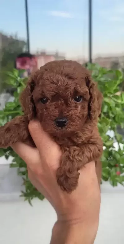 Efsane Toy Poodle Yavrularımız