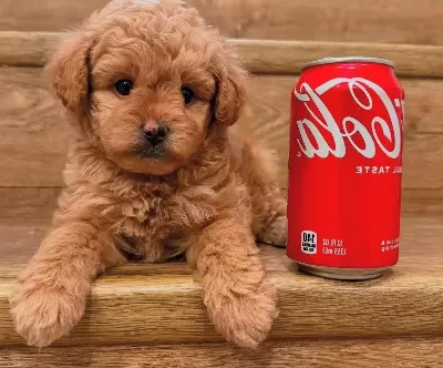 500 Gram En Minik Kore Maltipoo Bebeklerimiz