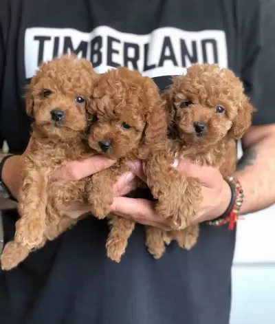 Ciftligimizden Kendi Poodle Yavrularımız