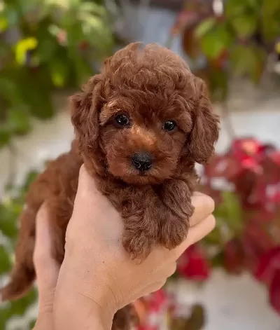 Kıvırcık Sevimli Yavrumuz Minyatür Poodle