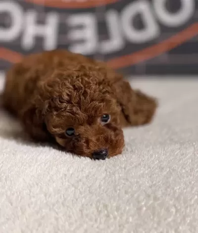 Red Brown Minyatür Poodle Yavrular