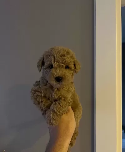Asılı Mini Toy Poodle