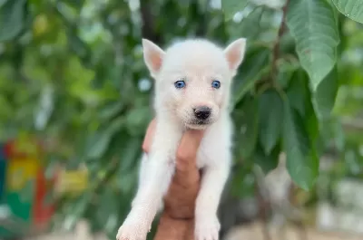 Beyaz Husky bebeğimiz