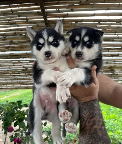 Yuzde Yüz Irk Garantili Husky Bebekler
