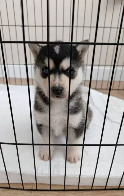 A Kalite Husky Bebekler