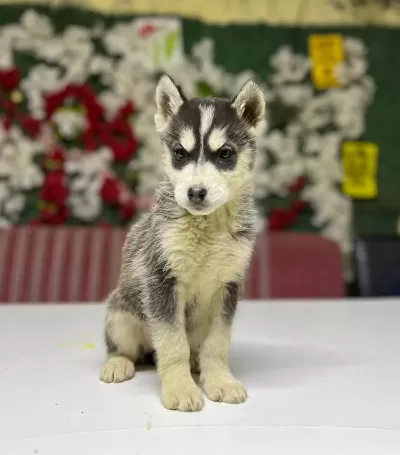 Harika Husky Yavrumuz