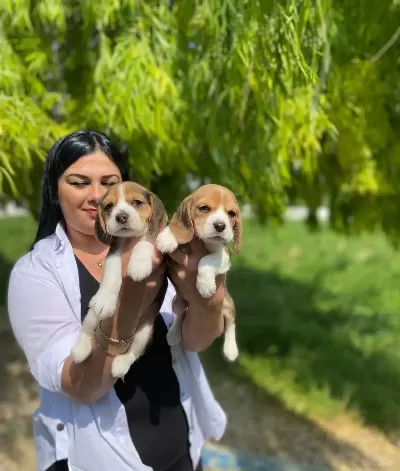Enerjik Formda Safkan Beagle Yavruları
