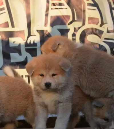 Scr Belgeli Akita Inu Yavrularımız