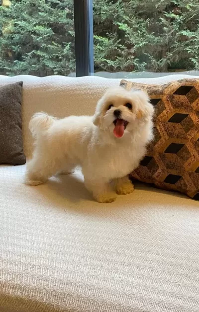 Zeki Ve Antialerjik Karakterli Egitimi Baslamıs Maltipoo Bebekleri
