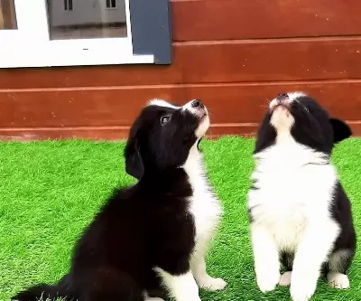 Border Collie Yavruları Istanbul
