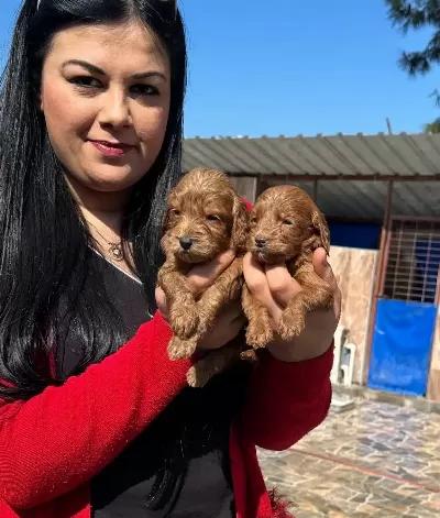 Bursa Osmangazi De Sosyal Kelebek Safkan Maltipoo