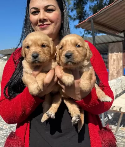 Sosyal Kelebek Baby Face Golden Yavruları