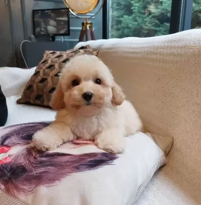 En Guzeli Ve Sevimli Maltipoo Yavruları Sizleri Bekliyor