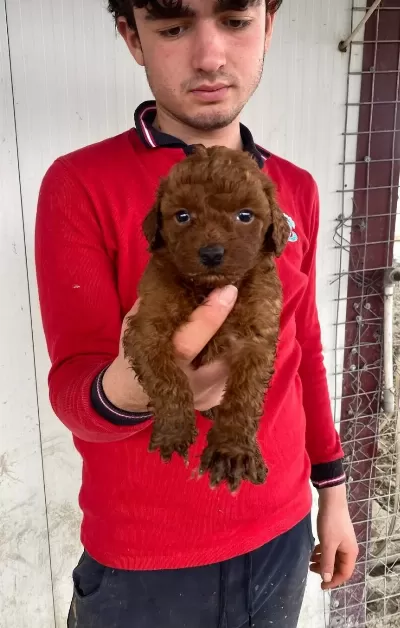 Red Brown Toy Poodle Yavruları Ile Hayatınıza Renk Katın