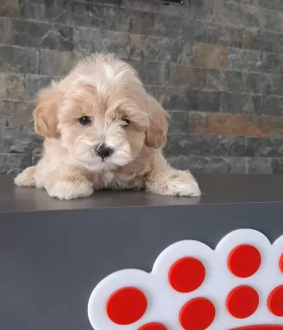 Maltipoo Yavrularımız