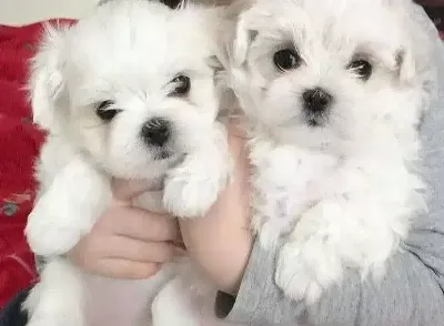 Kar Beyaz Maltese Terrier Cinsleri
