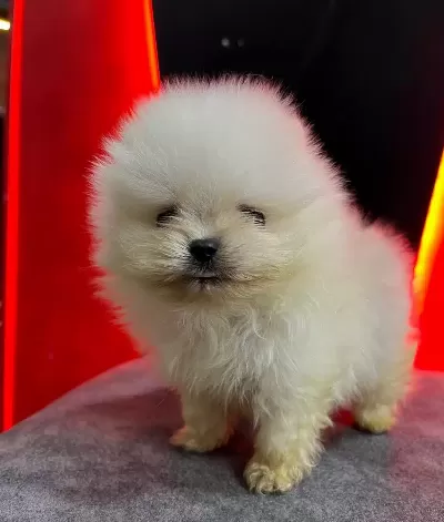 Yuksek Kaliteli Pomeranian Boo Yavruları
