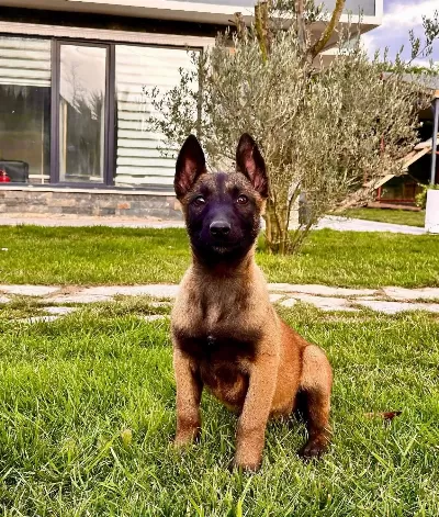 Efsane Belcika Yavruları