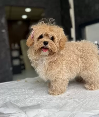 Ailelerin Favorisi Akıllı Ve tüy Dokmeyen 3 Aylık Maltipoo