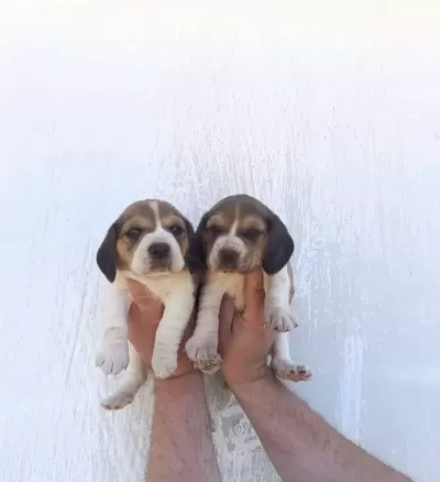 Harika Maske Beagle Bebekler