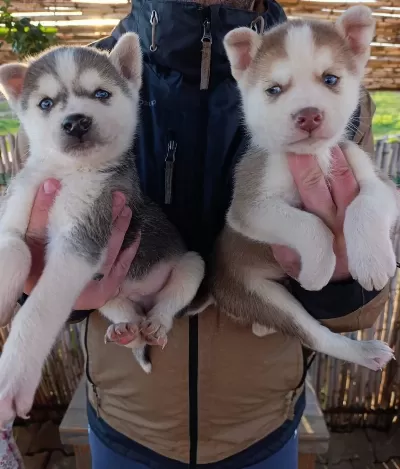 Müthiş Maske Husky Yavrular
