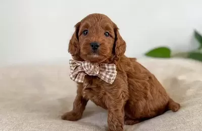 Orijinal Safkan Irk Ve Sağlık Garantili Toypoodle