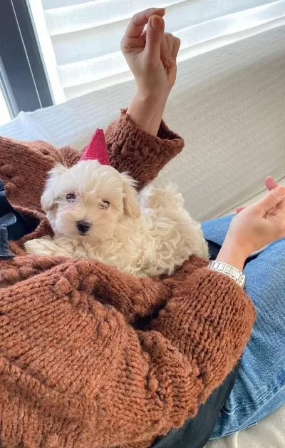 Maltipoo Yavruları Zekası Ve Hipoalerjenik tüy Yapısıyla Yeni Yuvasına Hazır