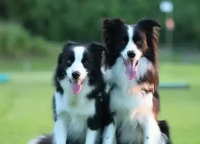 Zeka Kupu Aktif Border Collie Yavruları