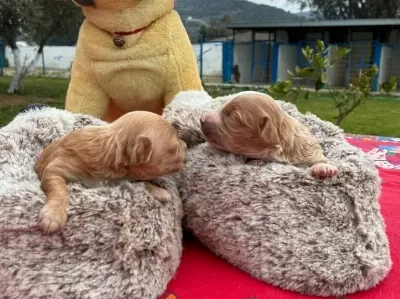 Izmir Den Toy Poodle Yavruları