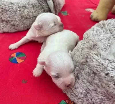Goz Kamaştıran Beyaz Maltese Terrier Prensesler