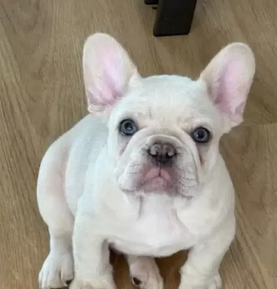Hayat Dolu Sevecen French Bulldog Dostlar