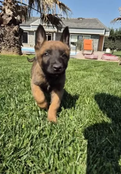 Muhteşem Malinois Yavruları