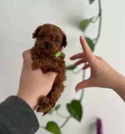 Avuc Icine Sıgan Kızıl Toy Poodle Yavrusu Gerçek Micro Boy
