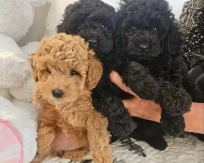 Cok Acil Poodle Yavruları Yuva Arıyor