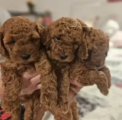 Cok Acil Toy Poodle Yavrular Yuva Araniyor
